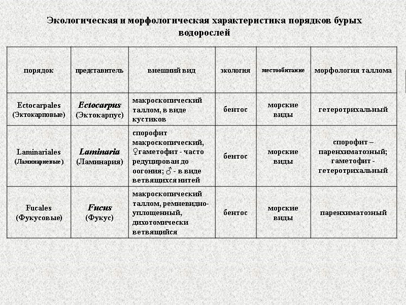 Экологическая и морфологическая характеристика порядков бурых водорослей